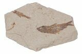 Two Cretaceous Fossil Fish - Lebanon #218855-1